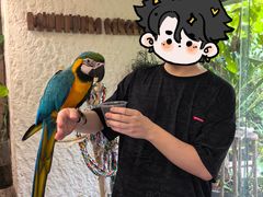 -吉丁鸟咖·异宠·寄养
