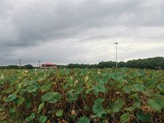 -嘉北郊野公园