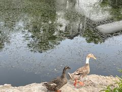 -石塘人家