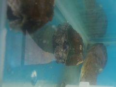 -港畔赶海蒸汽海鲜烧烤自助(仙螺岛店)