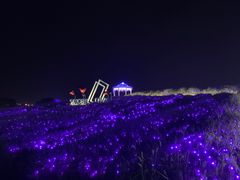 -大塘金香草谷