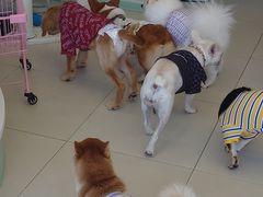 -怪兽屋·羊驼·猫咖·狗咖(俊华广场店)