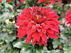 -菊花台公园