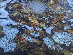 -聚盛源蒸汽海鲜火锅烤肉自助(巨川金海岸购物广场店)