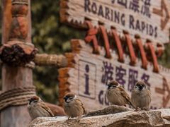 -上海迪士尼度假区