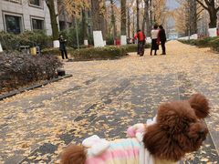 -两江幸福广场