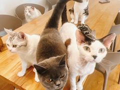 -有喵·猫咖·狗咖·30几只猫10只小狗(岗厦店)
