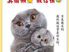 -猫十亿·布偶金渐层·曼基康矮脚猫舍(青年路店)