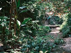 -西双版纳原始森林公园