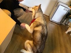 -Husky Go! 哈士奇体验馆·宠物咖啡厅狗咖