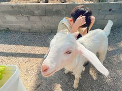 -前小桔亲子创意农场·草莓采摘·露营烧烤