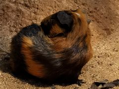 -海南热带野生动植物园
