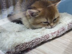 -屋虎猫馆(宝安大仟里店)
