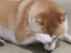 -逗柴咖啡屋·狗咖猫咖宠物桌游
