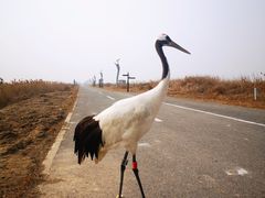 -盐城丹顶鹤湿地生态旅游区