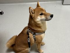 -谐和益家动物医院·免疫绝育·血液透析·宠保定点医院(高新伊藤分院)