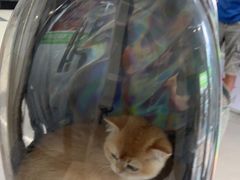 -爱侣宠医·鹦鹉专科·小型哺乳类·异宠专科(灵石路店)