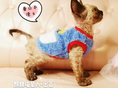 -70cat德文卷毛猫·缅因猫纯种猫舍