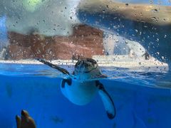-海合安成都极地海洋公园