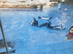 -帝企鹅自助餐厅•儿童岛•真企鹅(长隆企鹅酒店)