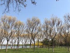 -大兴滨河森林公园