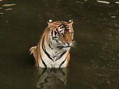 -横道河子东北虎林园