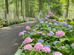 -合肥滨湖国家森林公园