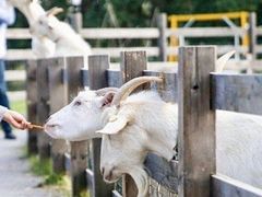 -前小桔亲子创意农场·草莓采摘·露营烧烤