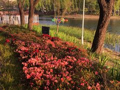-新江湾城公园