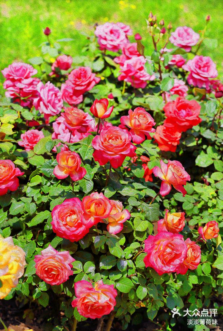 去圆明园藻园门赏芍药,先走过这条最美的月季花路94-大众点评