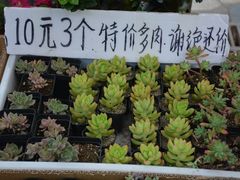 -秦美花卉(天朗·莱茵小城2期店)