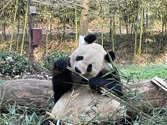 -都江堰中华大熊猫苑