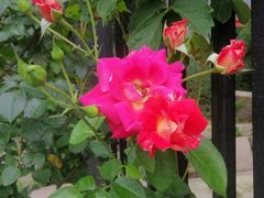 -南通博物苑-崇川人民公园