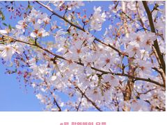 -顾村公园