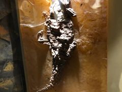 -辽宁古生物博物馆