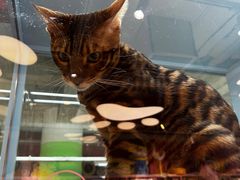 -FAELING PETS美天灵宠物(合生汇店)