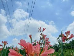 -桤木河湿地公园