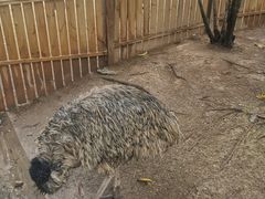 -灵玲国际马戏城