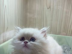 -屋虎猫馆(宝安大仟里店)