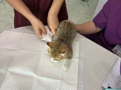 -纳吉亚猫专科动物医院·北北分院