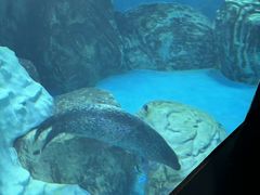 -海合安武汉极地海洋公园