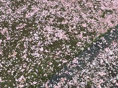 -周肥肠(江油总店)