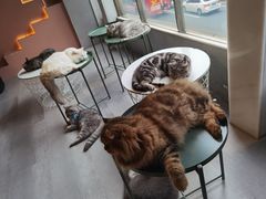 -猫儿山۰猫主题餐厅
