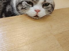 -猫在这儿猫咪咖啡馆·撸猫馆