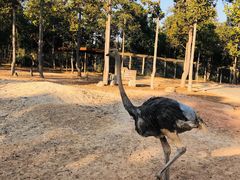 -清迈夜间动物园