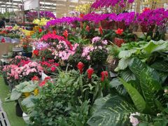 -秦美花卉(天朗·莱茵小城2期店)