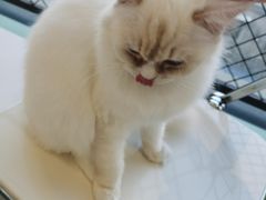 -怪兽屋·羊驼·猫咖·狗咖(俊华广场店)