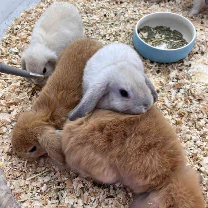 兔窝镇bunnyburrow(城西银泰店)-"【项目】其他逛街偶然看到了这家