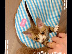 -momokira米努特·德文卷毛猫·棉花面纱犬