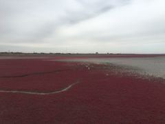 -红海滩国家风景廊道